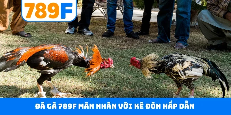 Đá gà 789F mãn nhãn với kê đòn hấp dẫn