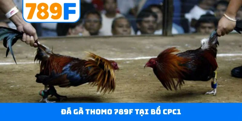 Đá gà Thomo 789F tại bồ CPC1