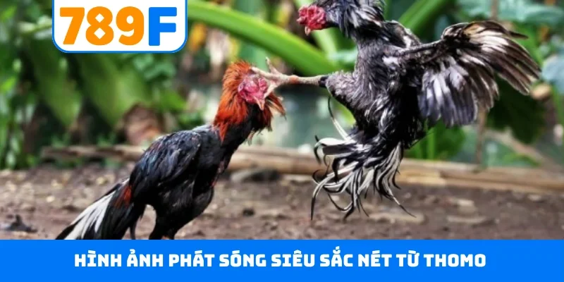 Hình ảnh phát sóng siêu sắc nét từ Thomo