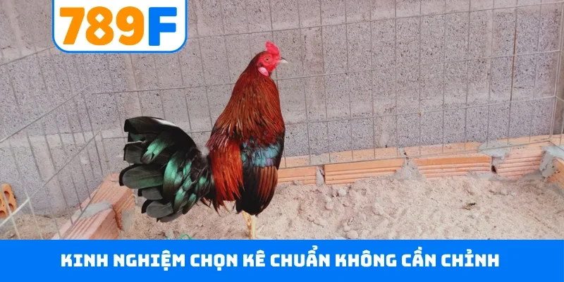 Kinh nghiệm chọn kê chuẩn không cần chỉnh