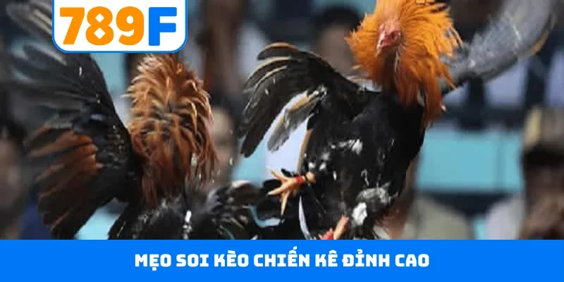 Mẹo soi kèo chiến kê đỉnh cao