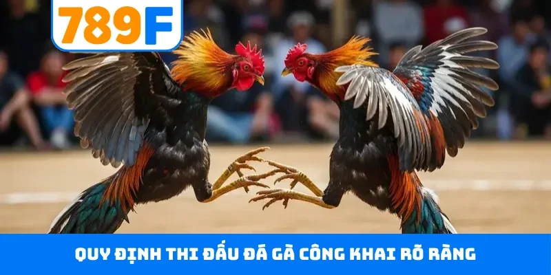 Quy định thi đấu đá gà công khai rõ ràng