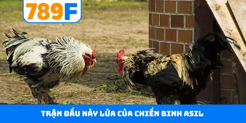 Trận đấu nảy lửa của chiến binh Asil